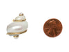 Seaman Schepps 18K Yellow Gold Turbo Shell Clip Earrings